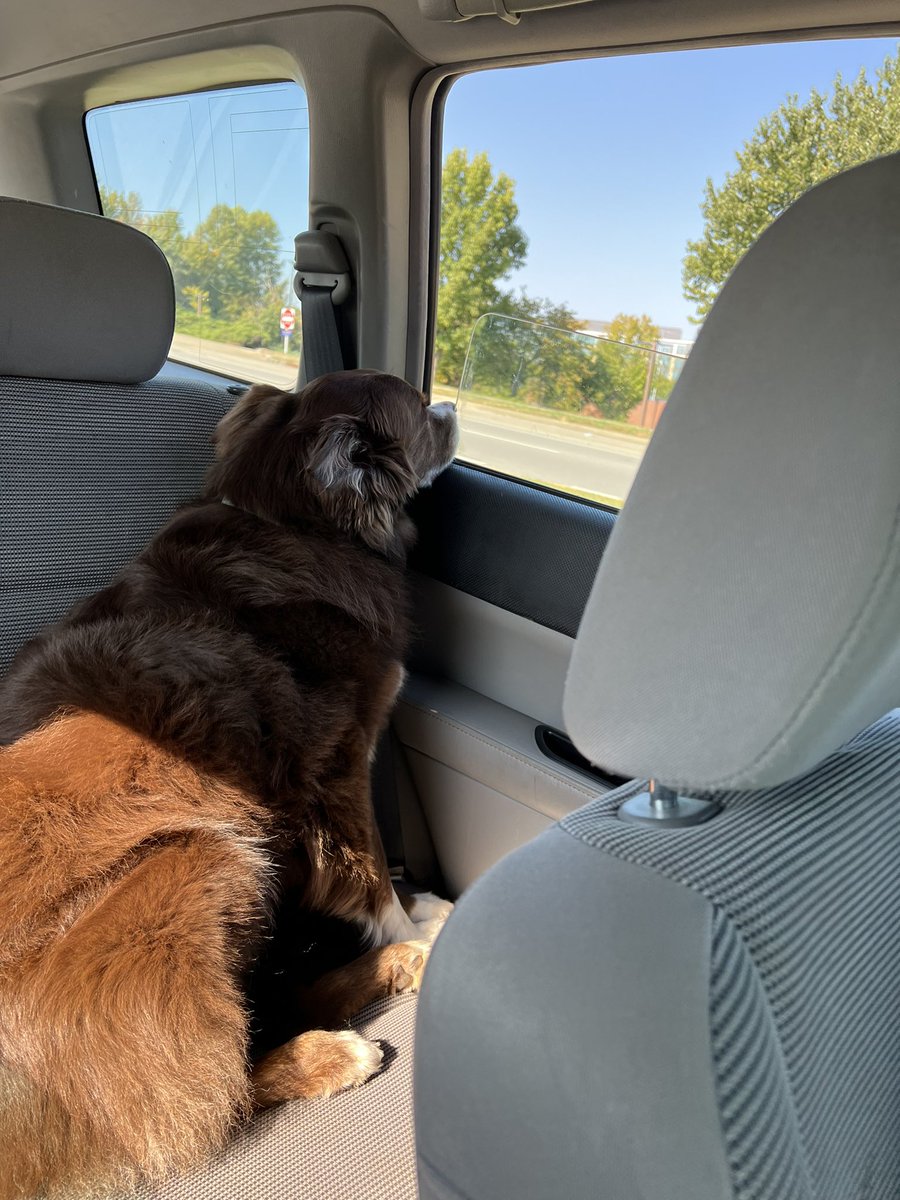 dangolsarah's tweet photo. she loves car rides. https://t.co/cXBEGxEE21