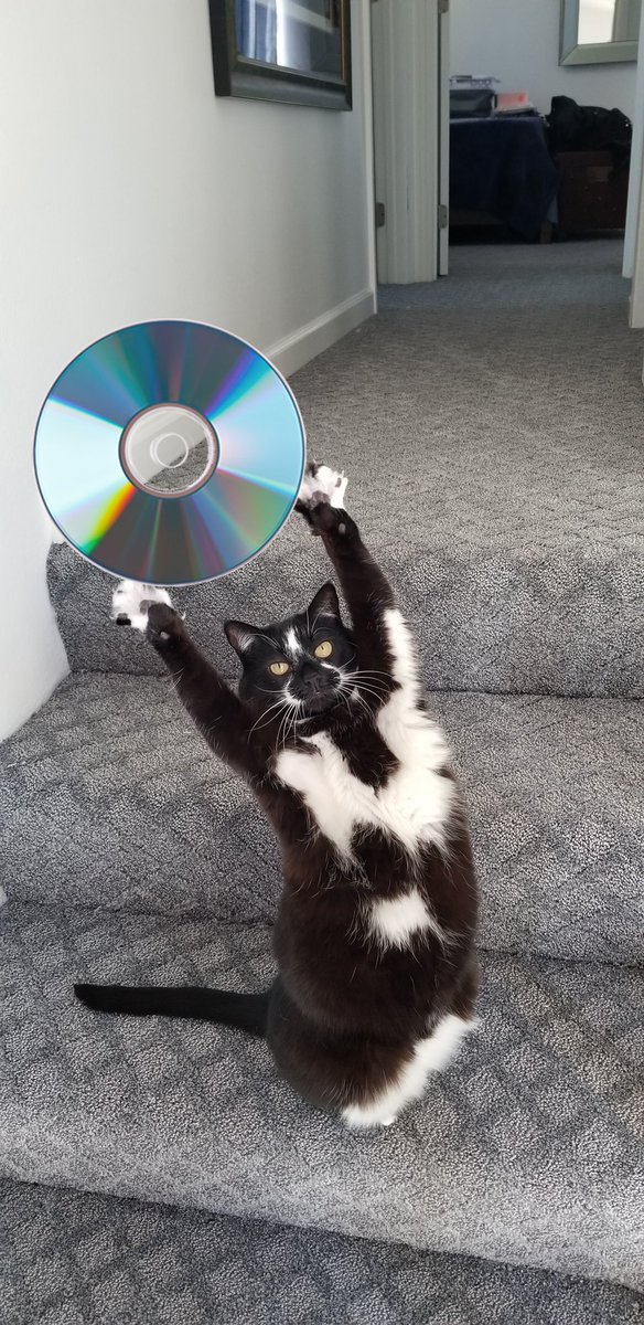 Happy #caturday 🐈‍⬛ CAT DADDIES on DVD!  Get the lower pre-order price on Amazon! It ships on 10/3!  OWN IT 🇺🇸🇨🇦 a.co/d/4qcBA07