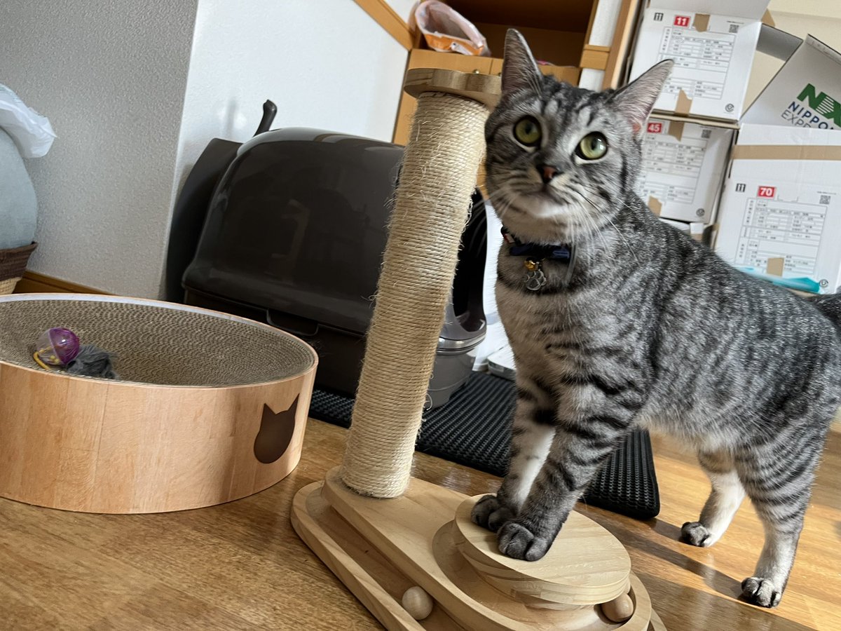 Rusk20220331's tweet photo. 新居で首輪も新調しました🥰
��ルトは仰向けじゃないと毛に埋もれて見えない🤣
 #猫のいる生活 
 #マンチカン https://t.co/MYsas2eJ2z