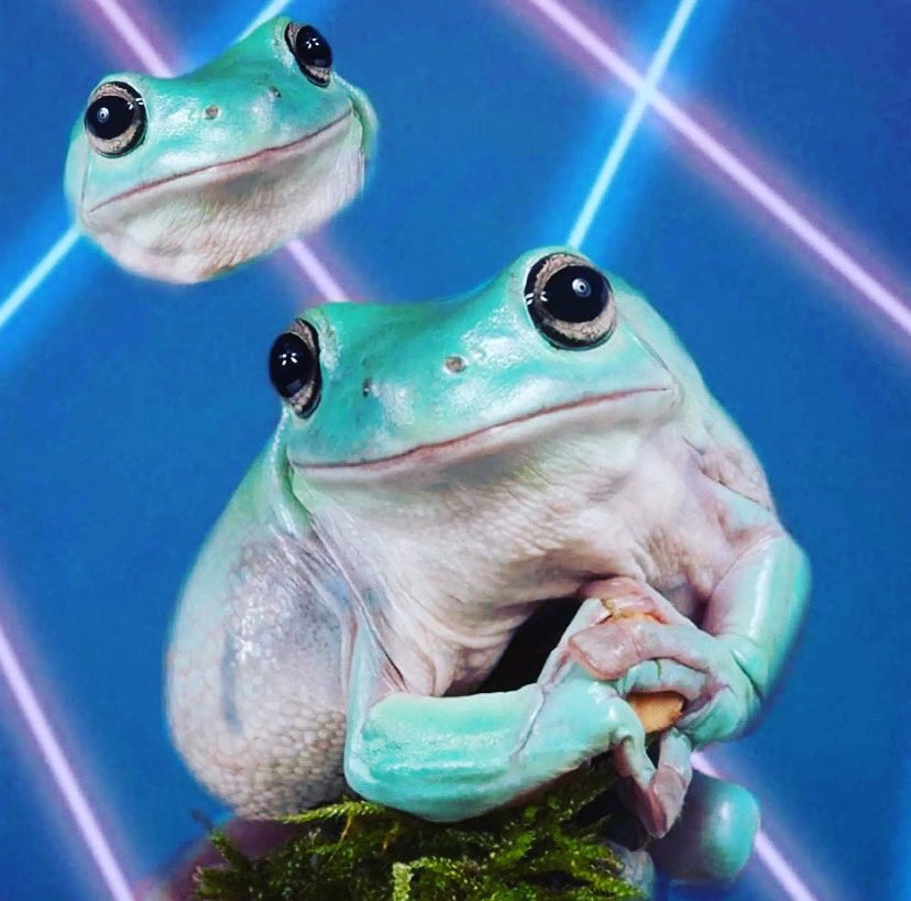 Frogs in the 1980s.  

#80sstyle #80svibes #80sforever #80saesthetic #80smemories #frogs