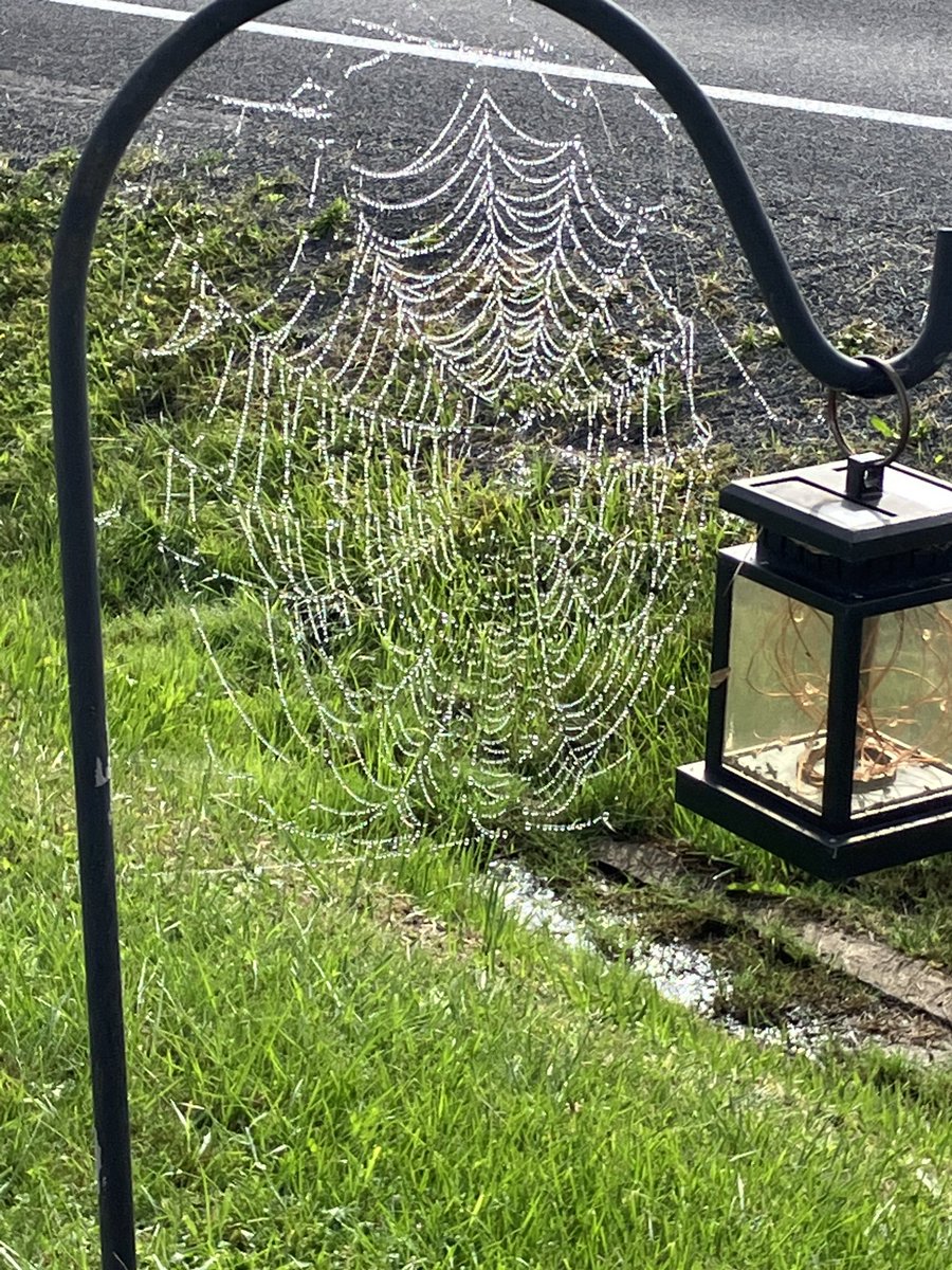 Spider webs are truly amazing!!!