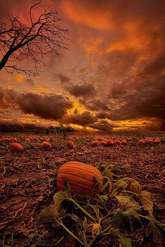 October time is the best time 😊
🎃🍂🎃🍂🎃🍂🎃🍂🎃
#Halloween