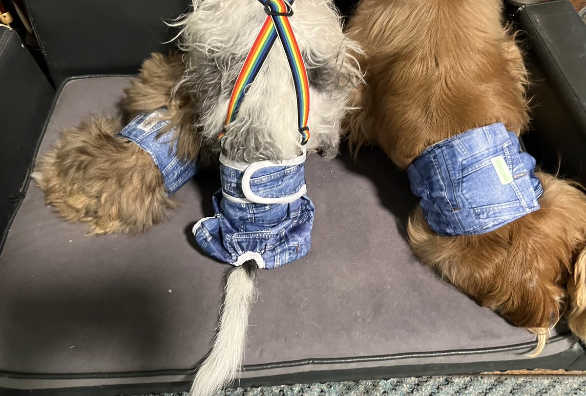 TheHerdHouse's tweet photo. Team Blue Jeans! #ParaPups
Thank you Auntie Karen โค๏ธโ๐ฉน https://t.co/8OsvjdYXQK