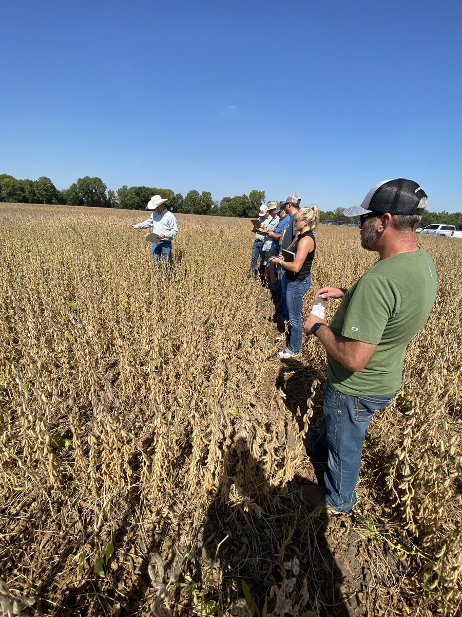 whiteycornking's tweet photo. Harvest in full swing in Mighty MO! @PioneerSeeds reps taking a couple hours across the state to fine tune A Series soybeans and get a👀 at next next generation of beans to bring even more yield to growers.  Never Stop!  #PlantPioneer https://t.co/clyXDktHA6