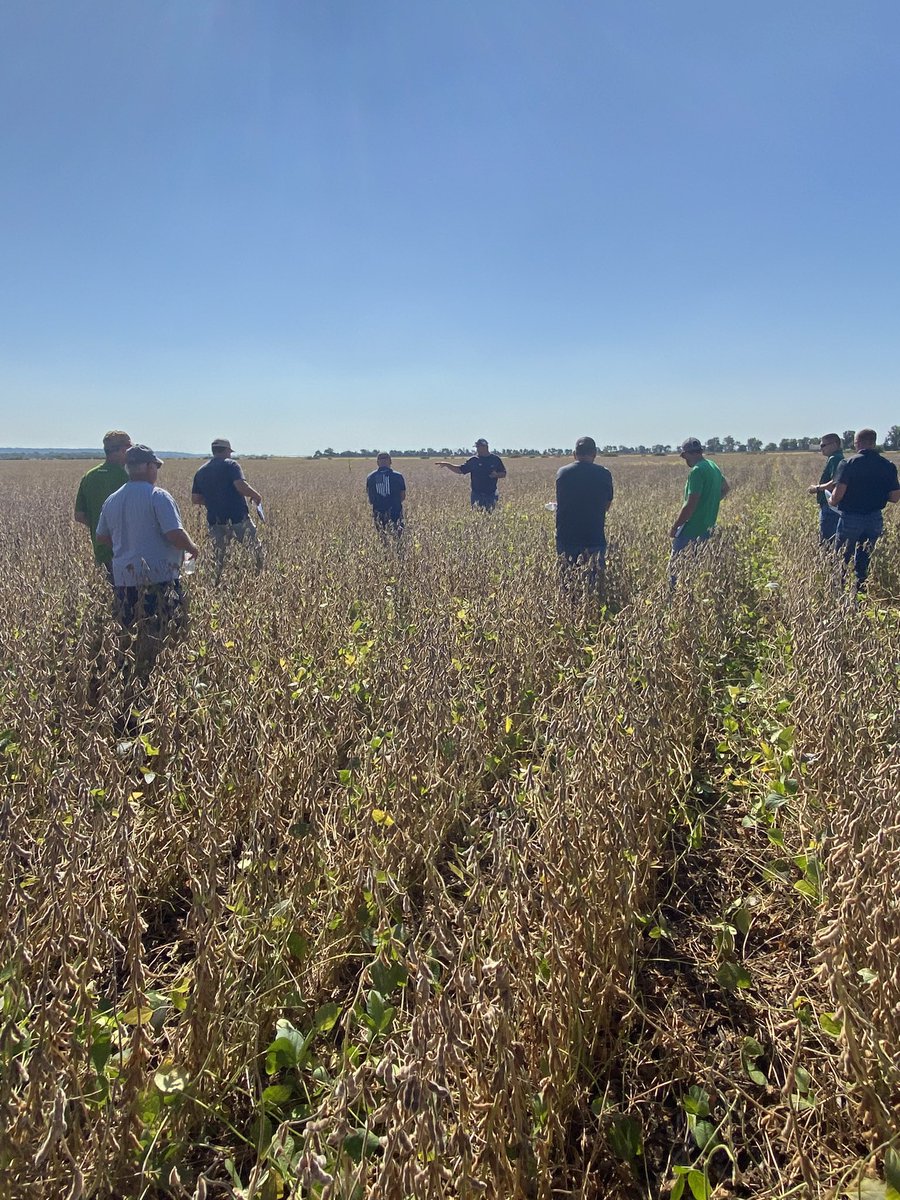 whiteycornking's tweet photo. Harvest in full swing in Mighty MO! @PioneerSeeds reps taking a couple hours across the state to fine tune A Series soybeans and get a👀 at next next generation of beans to bring even more yield to growers.  Never Stop!  #PlantPioneer https://t.co/clyXDktHA6