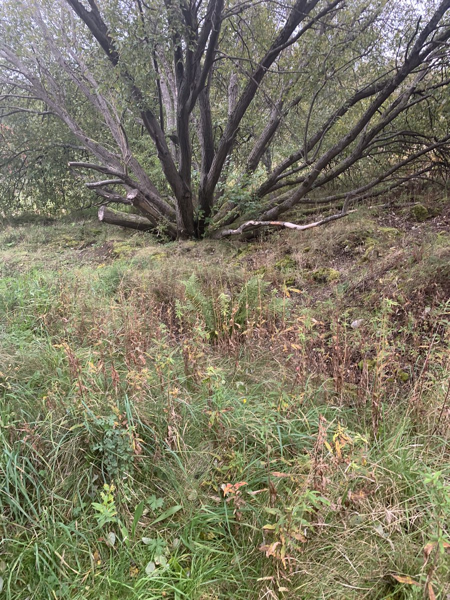 Community Woodlands Association (@communitywoods) on Twitter photo One group rounding off Conference with a visit to <a href="/MallsMire/">Malls Mire Community Woodland</a> Community Woodland. Nicole shared lots of interesting information about this wonderful urban woodland - thank you! 👍🏻#CWAConf23 One group rounding off Conference with a visit to <a href="/MallsMire/">Malls Mire Community Woodland</a> Community Woodland. Nicole shared lots of interesting information about this wonderful urban woodland - thank you! 👍🏻#CWAConf23