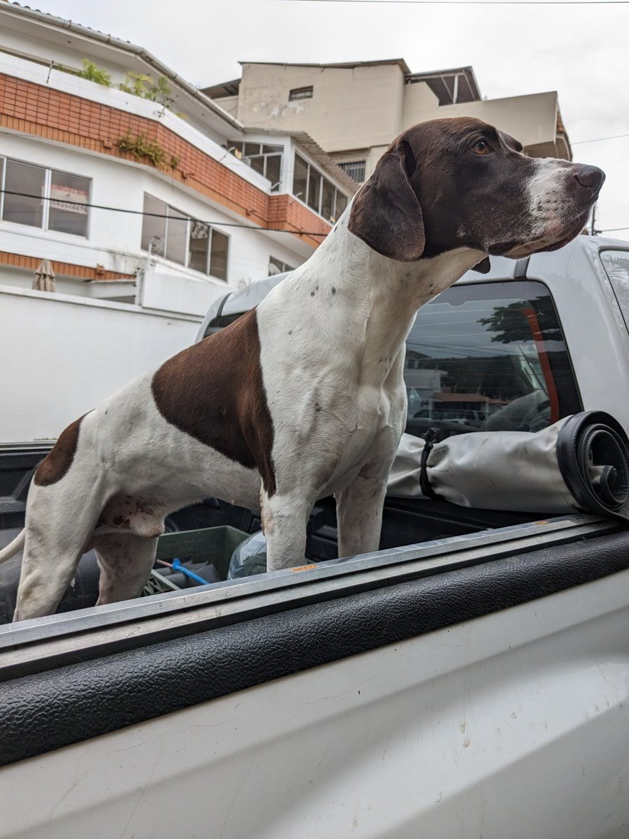 cmnogales's tweet image. Busco novia #germanpointer