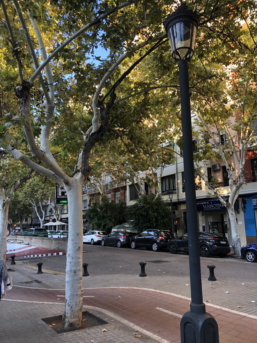 PepoLongboard's tweet photo. Hola @ValenciaNetaVLC @AjuntamentVLC creo que estaría bien ir a revisar este Platanus × hispanica situado en la calle Buen Orden-Valencia
Gracias https://t.co/zLlmb49R7I