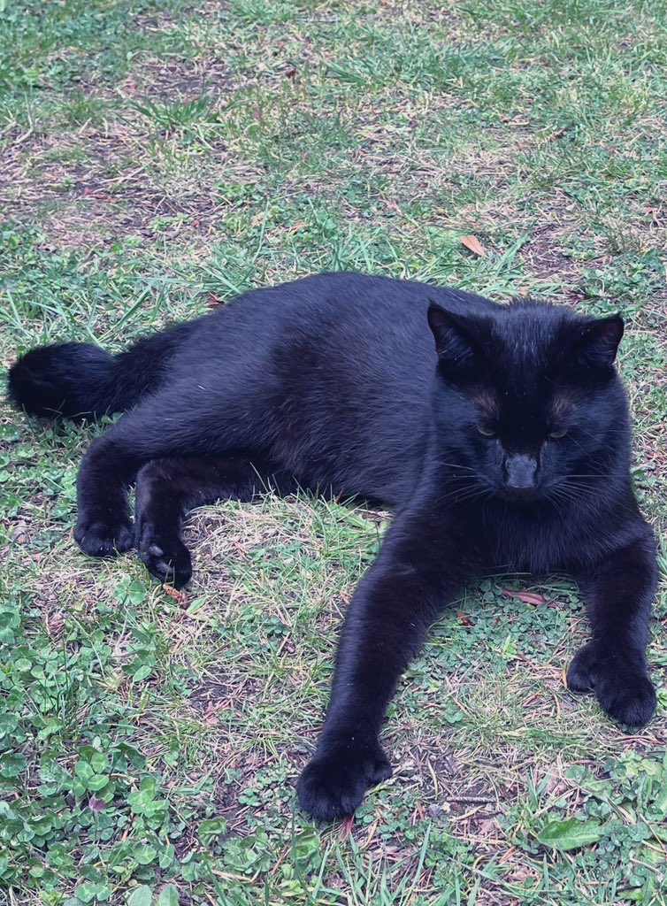 Hi furiends!  It’s me, Boots, just handing out with Binx (he’s right here, honest). 🎩🐈‍⬛🐾🐈‍⬛🎩 #Hedgewatch #CatsOnTwitter #CatsAreFamily