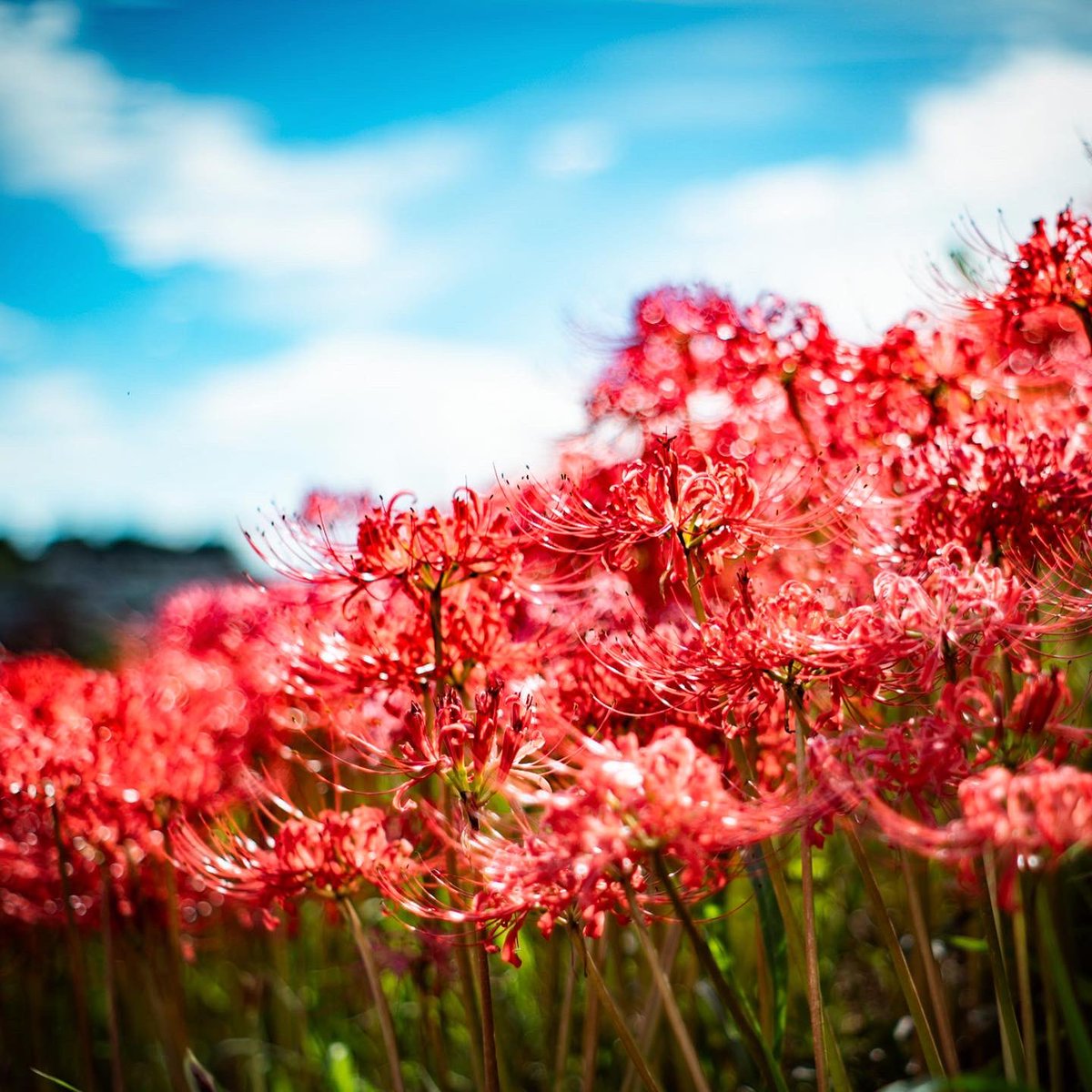 senno___'s tweet image. 去年は尾道に飛んだけど、今年の誕生日は彼岸花三昧にすることにした。
土日で昼も夕も夜も朝も撮った！
#彼岸花 #clusteramaryllis #曼珠沙華 #矢勝川  #いいかも半田 #半田観光 #タクマー #takumar #オールドレンズ #oldlens #sony #α7iii #写真好きな人と繋がりたい #写真で伝えたい私の世界