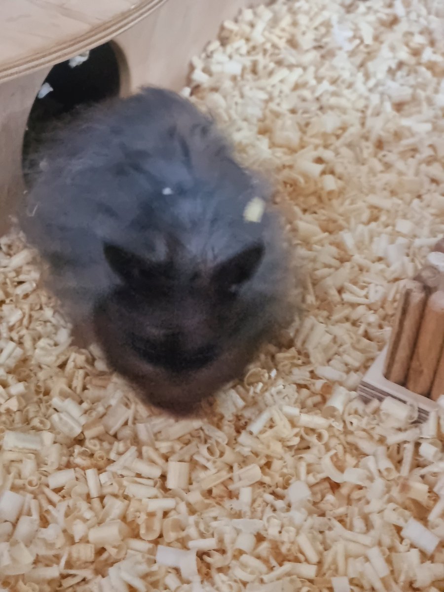 옥수는 잘 지내고 있답니다☺️👍 
그렇게 빠른 것도 아닌데 왜 햄사인볼트처럼 찍히는지 모르겠어요
햄계 3대 미스터리