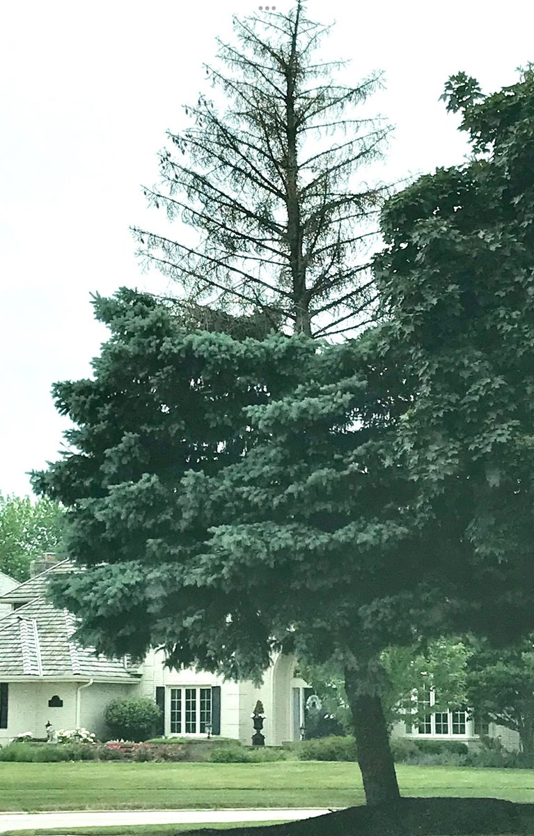 …  but, if they’re dying from the top (these local evergreens were all buried in deep/hardened mulch ‘volcanoes’)