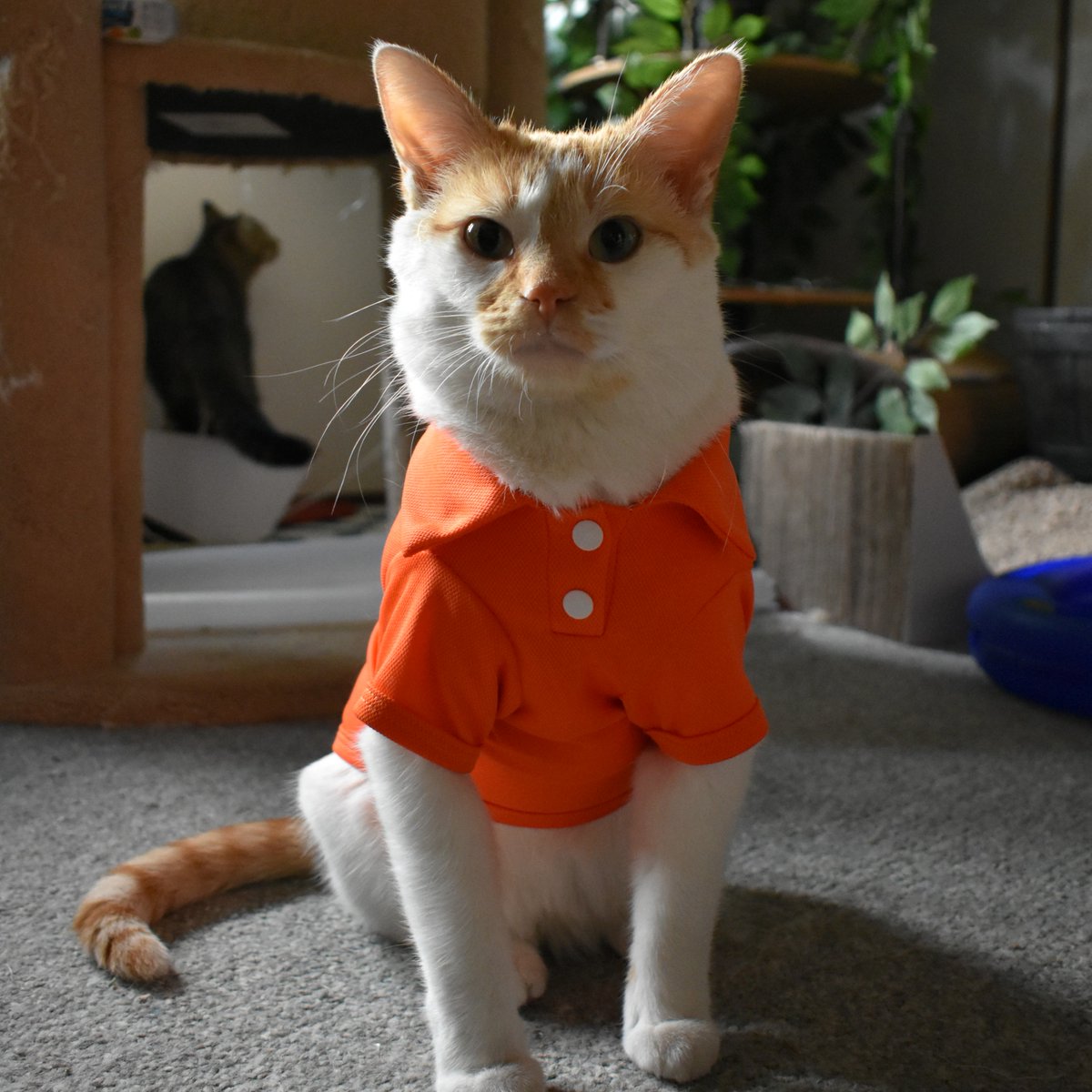 Ebery liddle hoomin matters

Ebery single one
Of ebery size
Of ebery kolor

No matter ware dey live
No matter who dere pawents is
No matter how many toys dey gots

Dey shud neber be hurted
Dey shud neber be forgotted

Cuz ebery liddle hoomin matters

#OrangeShirtDay