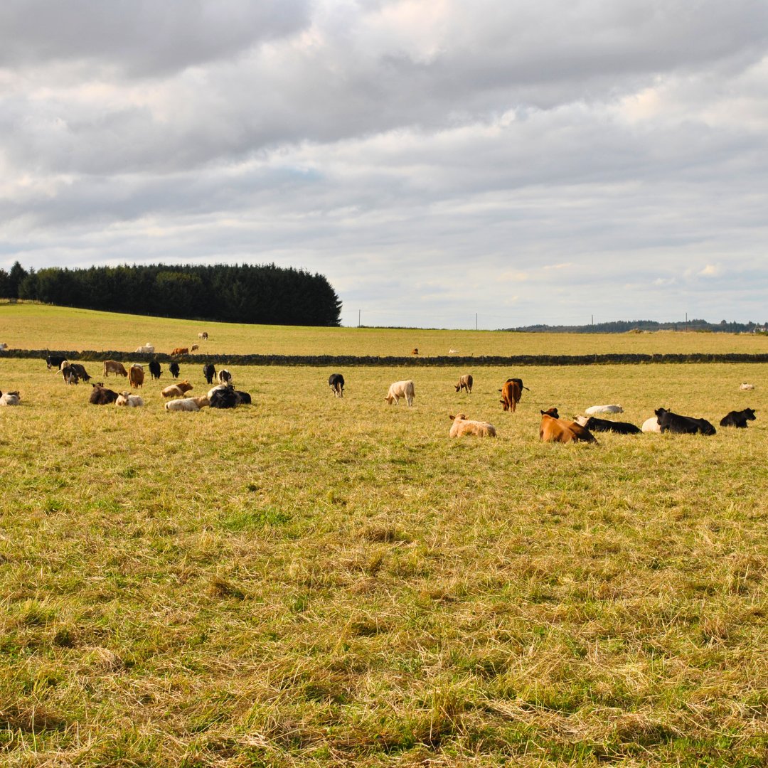 Our 5 contemporary self-catering lodges offer the perfect getaway from the hustle and bustle of everyday life. 🏡  Nestled in a stunning location, just 3 miles from St Andrews 🌿  Book your countryside stay at Elderburn. Call 07840 801114 OR book online elderburnlodges.co.uk/book-now/