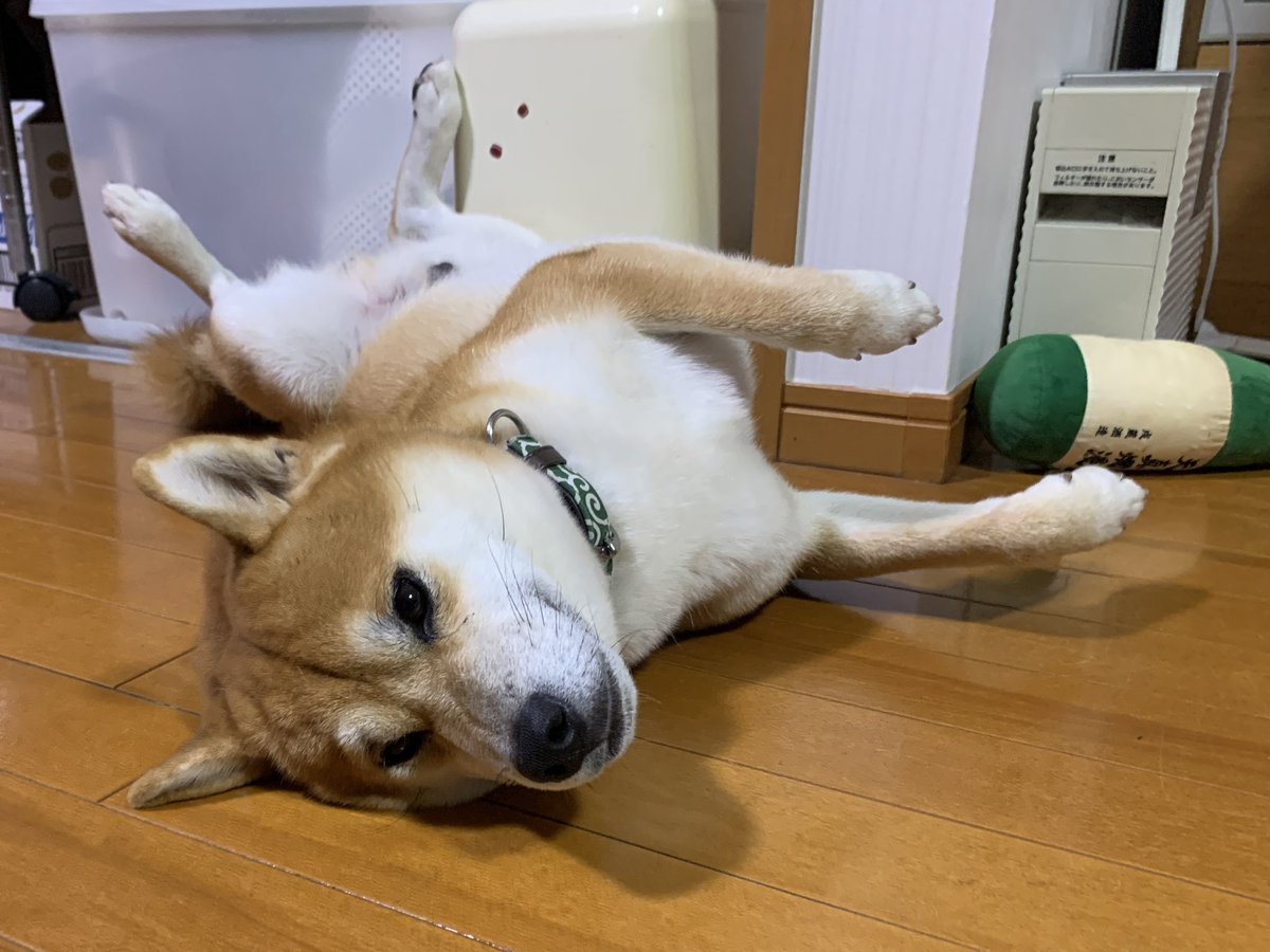 melongunma's tweet photo. なぜ？そんな困った顔して寝てるの？
#柴犬 #デコシワぐんま #その体制楽なの https://t.co/iXxH9LyKJr