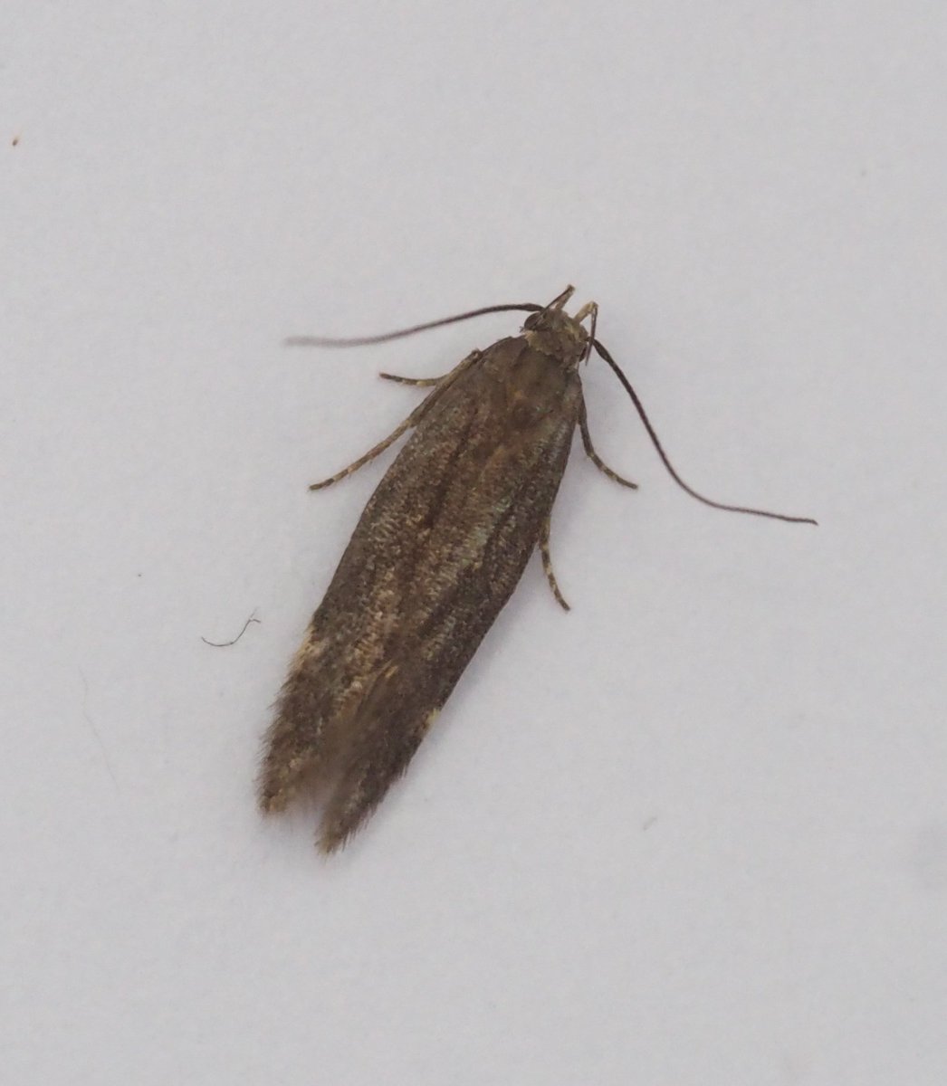 InvertDan's tweet image. Is this Aproaerema anthyllidella
(FW = 5 mm)?
@FlyinginFordham