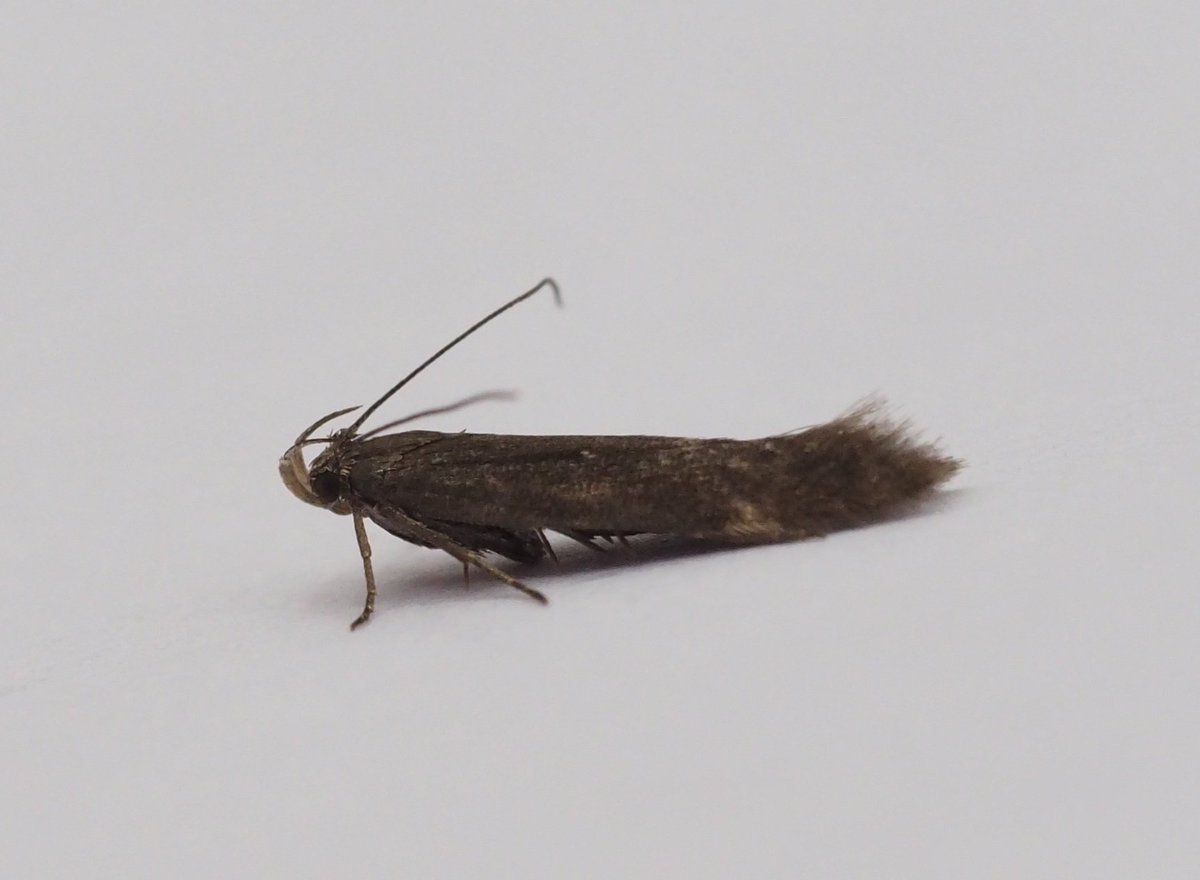 InvertDan's tweet image. Is this Aproaerema anthyllidella
(FW = 5 mm)?
@FlyinginFordham