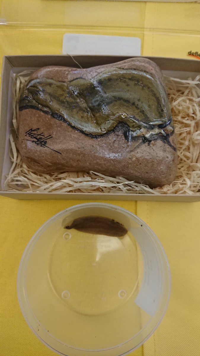 SoilScholar's tweet photo. Happy to get the last three Pancake Slugs and couldn't resist a portrait of the same by @MSuttonArt #aesfair https://t.co/eLmxEX35Hb