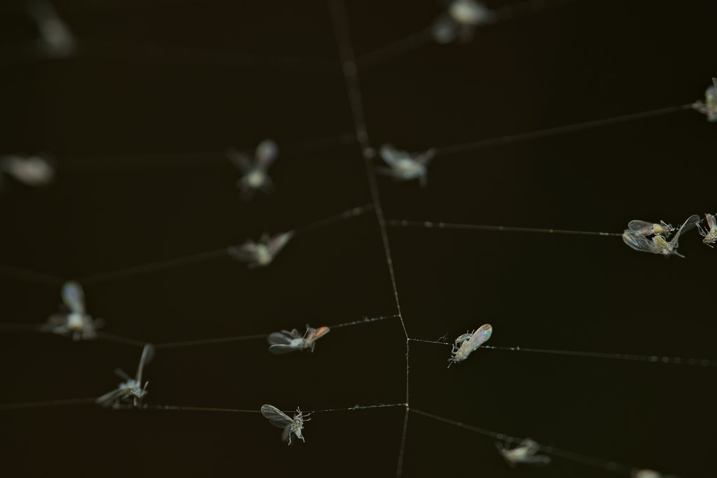 The Net.

Little #flies trapped in #spiders #web.

#macro #photomacro #bugsofinstagram #insect #macrophoto #macroworld #macrophotography #macrophotographer #macromood #macroholic #macroaddict #macro_world #insectsofinstagram #bbcearth #earthcapture #naturelovers