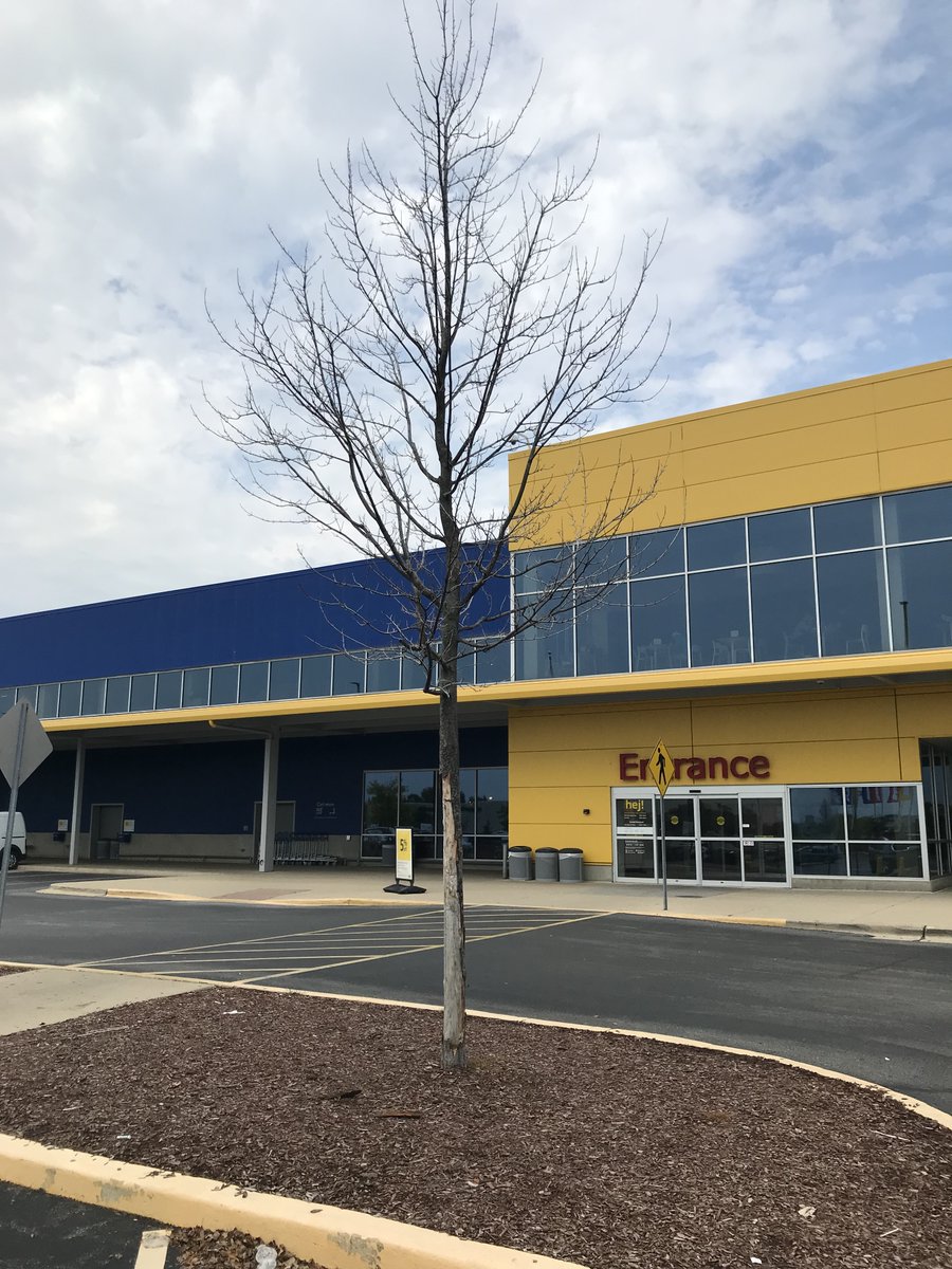Whelp. Worse than ever. Your <a href="/Bolingbrook_IL/">Bolingbrook_IL</a> store now greets customers with THREE DEAD TREES. And  plenty more in the lot… at least,  they pulled the dead ones at Janes. 

IKEA could’ve had huge, healthy honey locusts shading customers’ cars by now…
