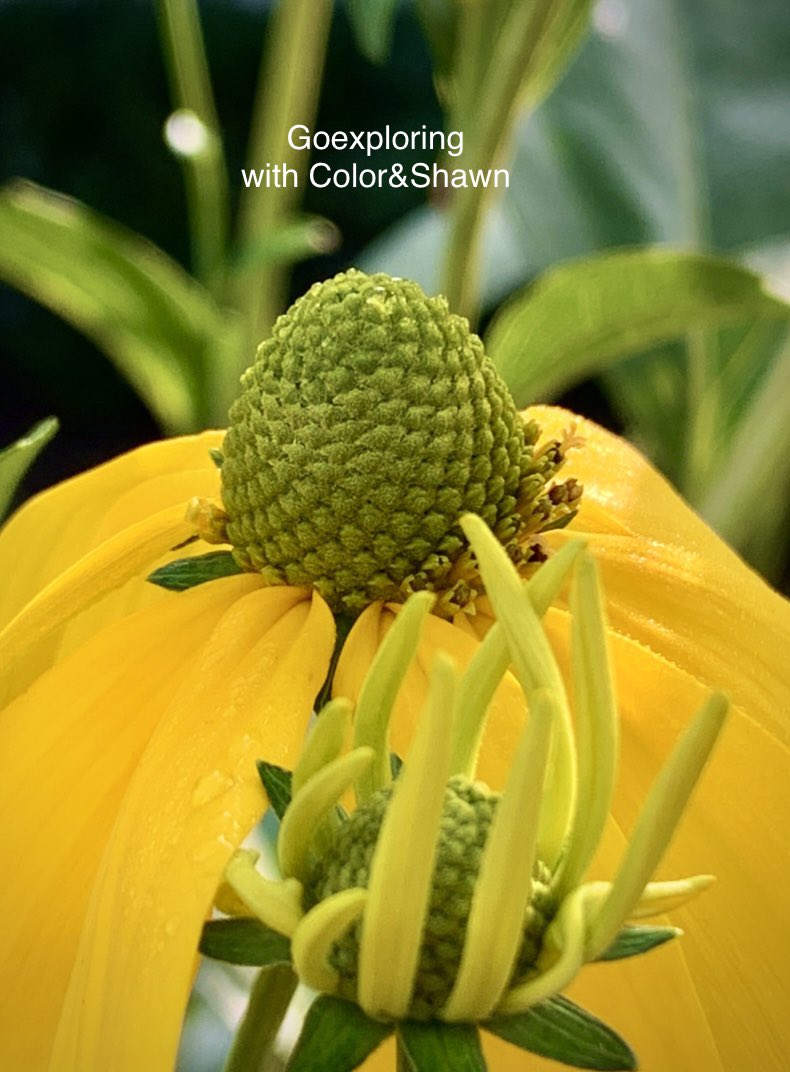 lingbird0's tweet image. Happy weekend ☀️🌺🌻🌸🌼🌷☀️

#HappyWeekend #helloeveryone #HappySaturday #beautifulflower #FLOWER #beauty