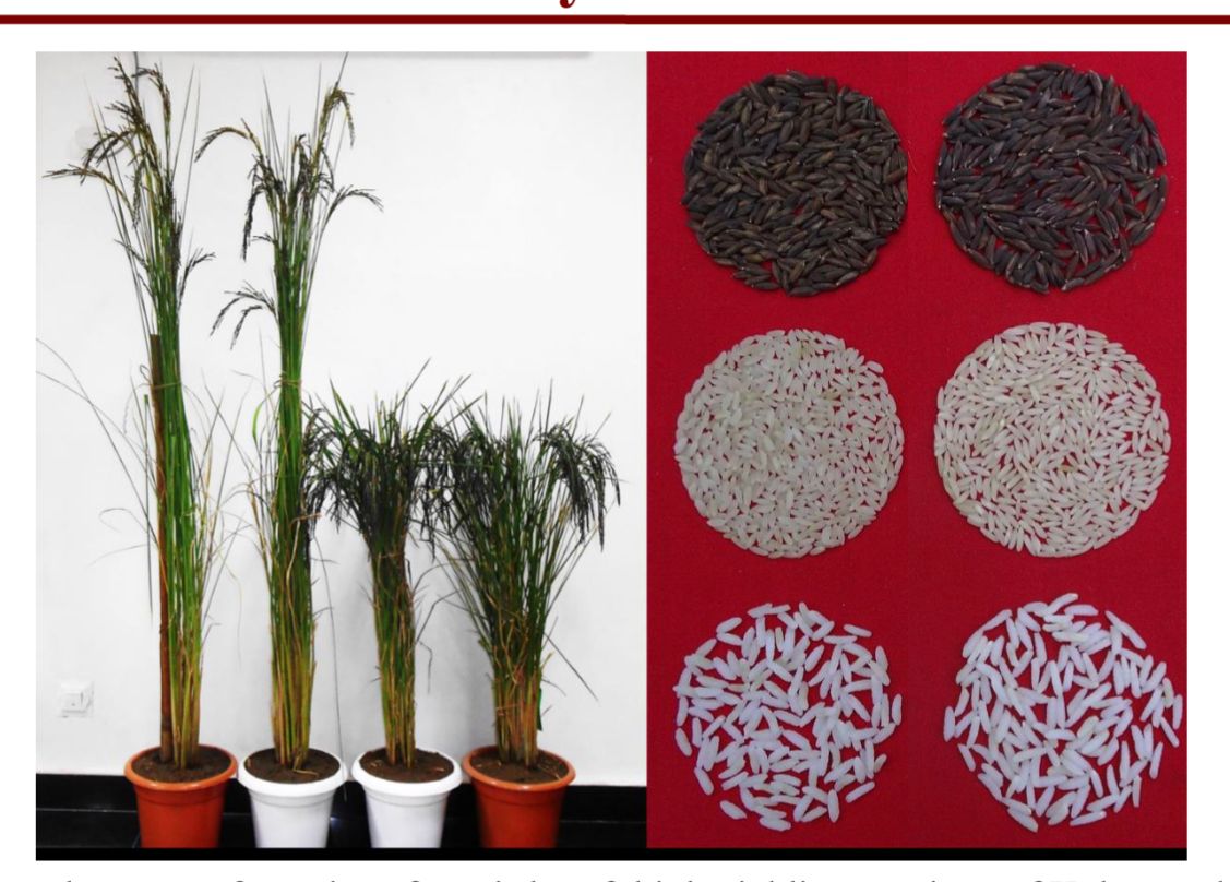 IARI Pusa New Delhi tweet media