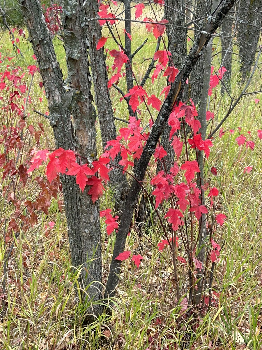 Myrna McIvor (@mcivor_myrna) on Twitter photo 