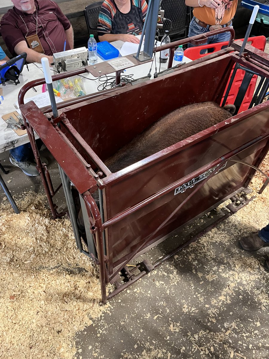 FFAHightower's tweet photo. FBCF pig check in, tomorrow we show! #hhsffa https://t.co/6aROfNAvUC