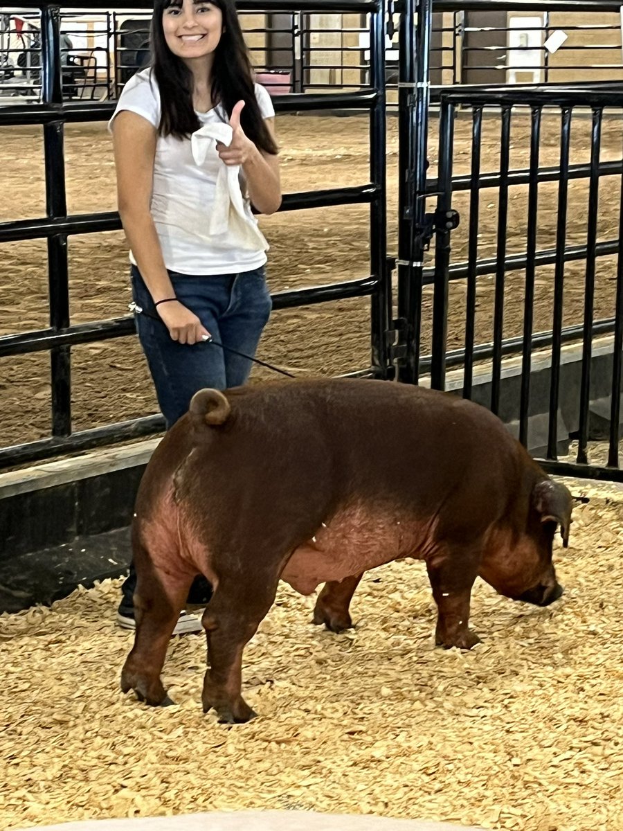 FFAHightower's tweet photo. FBCF pig check in, tomorrow we show! #hhsffa https://t.co/6aROfNAvUC