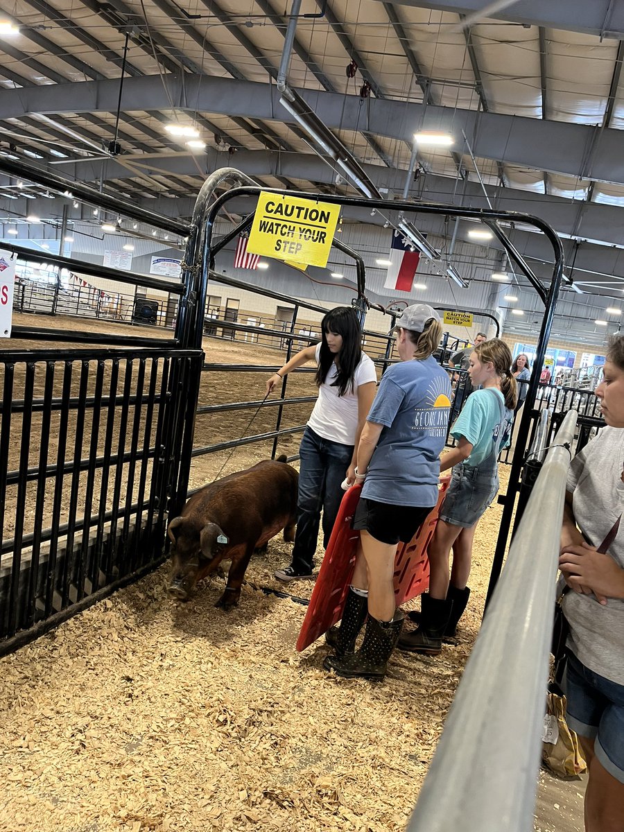 FFAHightower's tweet photo. FBCF pig check in, tomorrow we show! #hhsffa https://t.co/6aROfNAvUC
