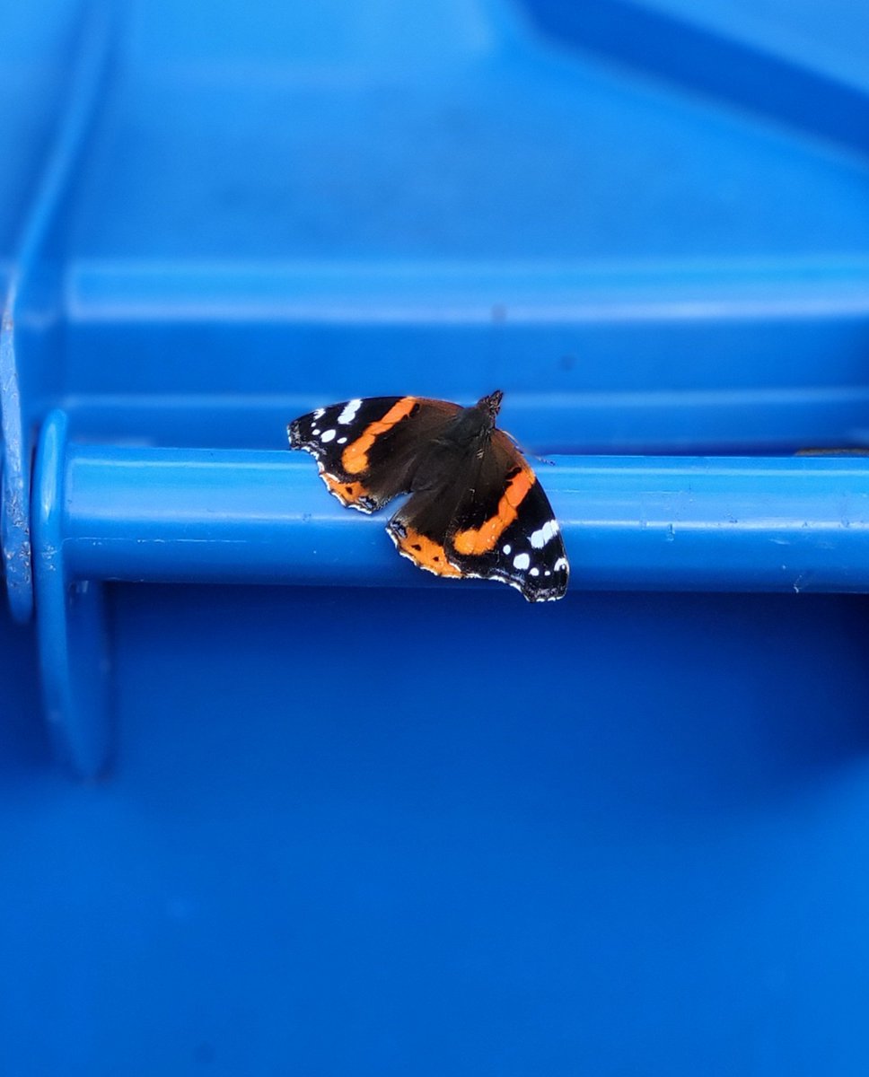 MCJDuv's tweet photo. This wee dude was having a rest on our bin earlier this afternoon. #Butterfly https://t.co/rLUJstrg32