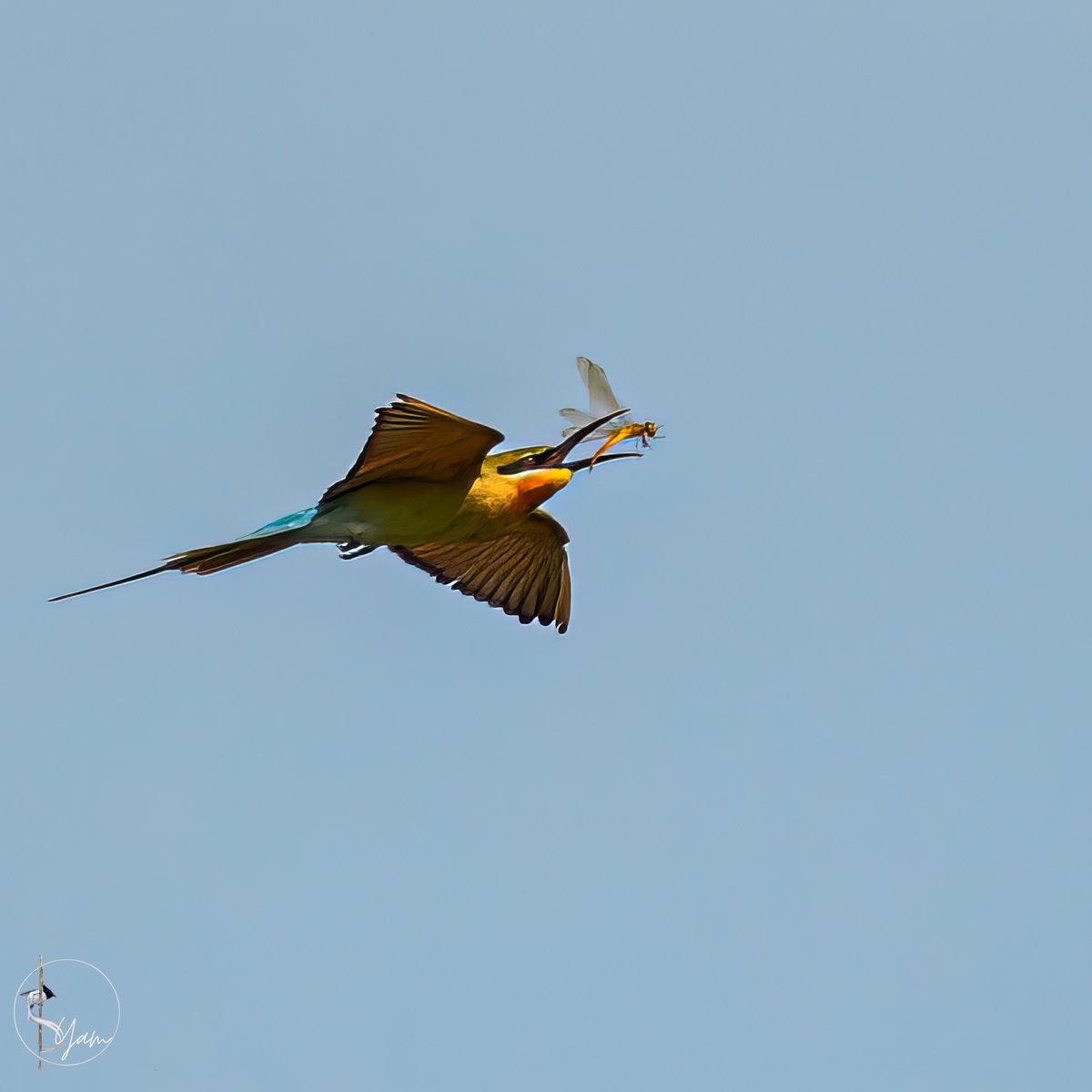 The distribution range is across India, Myanmar and Southeast Asia, they are winter visitors to this part.

Blue-tailed Bee-eater catching a dragonfly...
Ameenpur, Hyderabad, Telangana
Sep2023

#bluetailedbeeeater

instagram.com/syampotturi/
#IndiAves #birdwatching #AmeenpurBHS