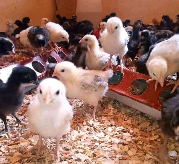 Goddie__ke's tweet photo. SHAMBA SABBATH - Poulty farming

- Daily feed requirements for each growth stage

An egg-laying chicken requires 130-140g of feed per day

A chick requires a minimum 60g per day

If they finish their daily rations, give them fruit and vegetable cuttings https://t.co/duOv8xlQWq