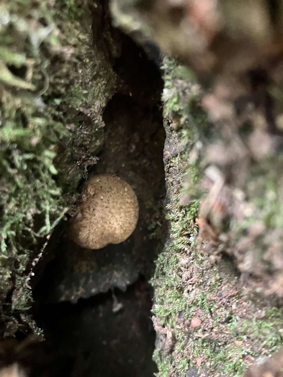 Juniper90174700's tweet photo. Foraging with @EarthwildLondon 
I’ve learnt so much, such as commercial mushrooms are shocked into life! 
Beefsteak mushroom is delicious!
Silver birch sap tastes like liquorice
and I like mushroom coffee! https://t.co/nel9MwtJqX