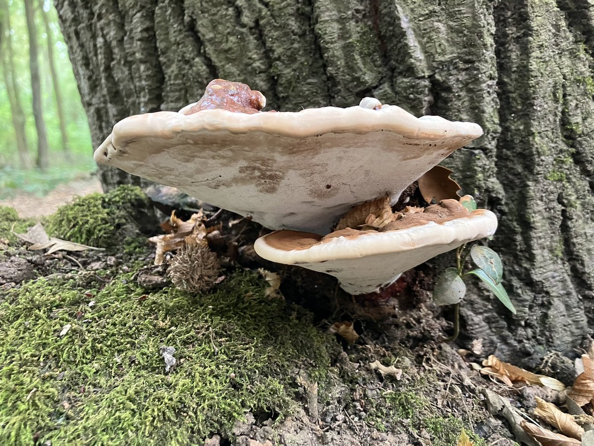 Juniper90174700's tweet photo. Foraging with @EarthwildLondon 
I’ve learnt so much, such as commercial mushrooms are shocked into life! 
Beefsteak mushroom is delicious!
Silver birch sap tastes like liquorice
and I like mushroom coffee! https://t.co/nel9MwtJqX