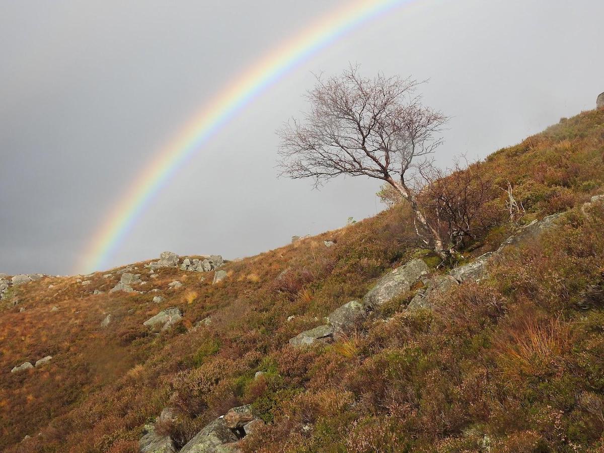 We've begun a new project with @ReforestingScot to restore mountain birch woodland in Scotland. To introduce the Mountain Birch Project (MBP), project lead Gus explains our aims in a discussion, which you can find on our project page. mossy.earth/projects/the-m… 📷 Gus Routledge