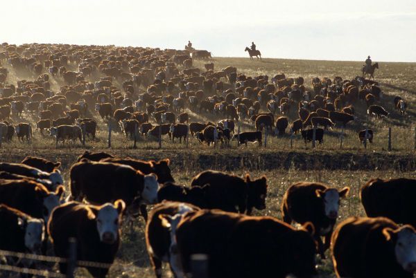 Cómo Microsoft destina su inteligencia artificial a inseminar vacas
buff.ly/3oVb3LC