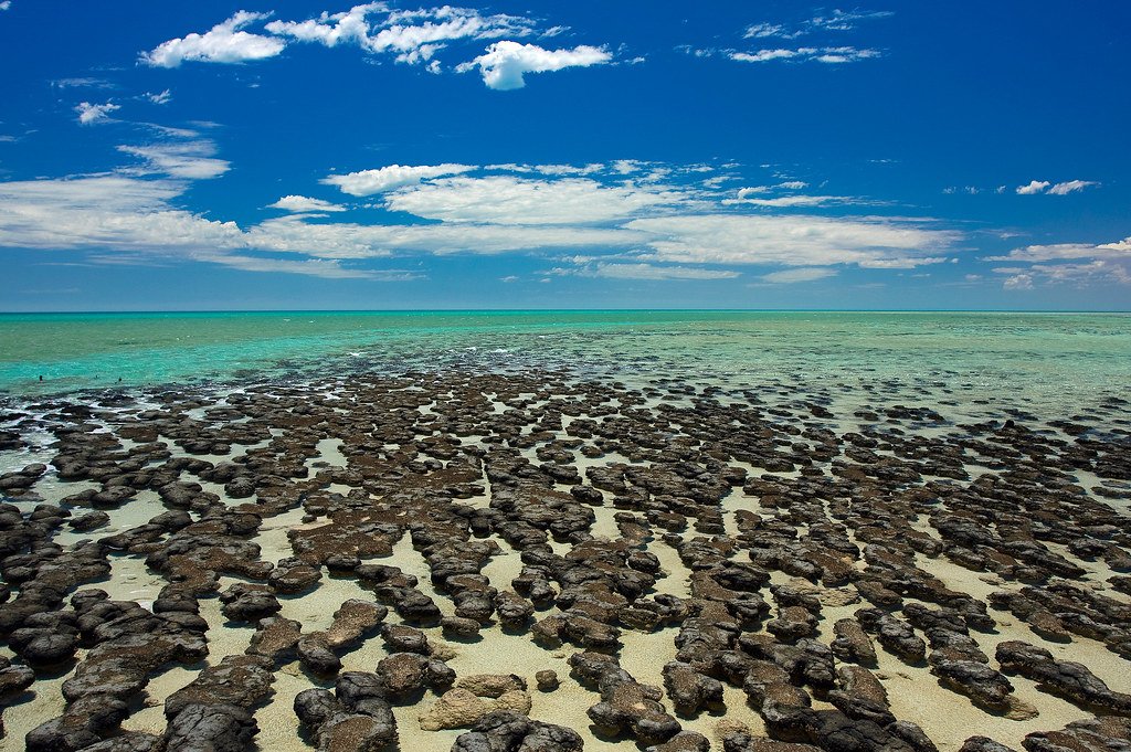 fredHeller1's tweet photo. I see this....
#hamelinpool western australia, australia https://t.co/bRVn71ltZ8
