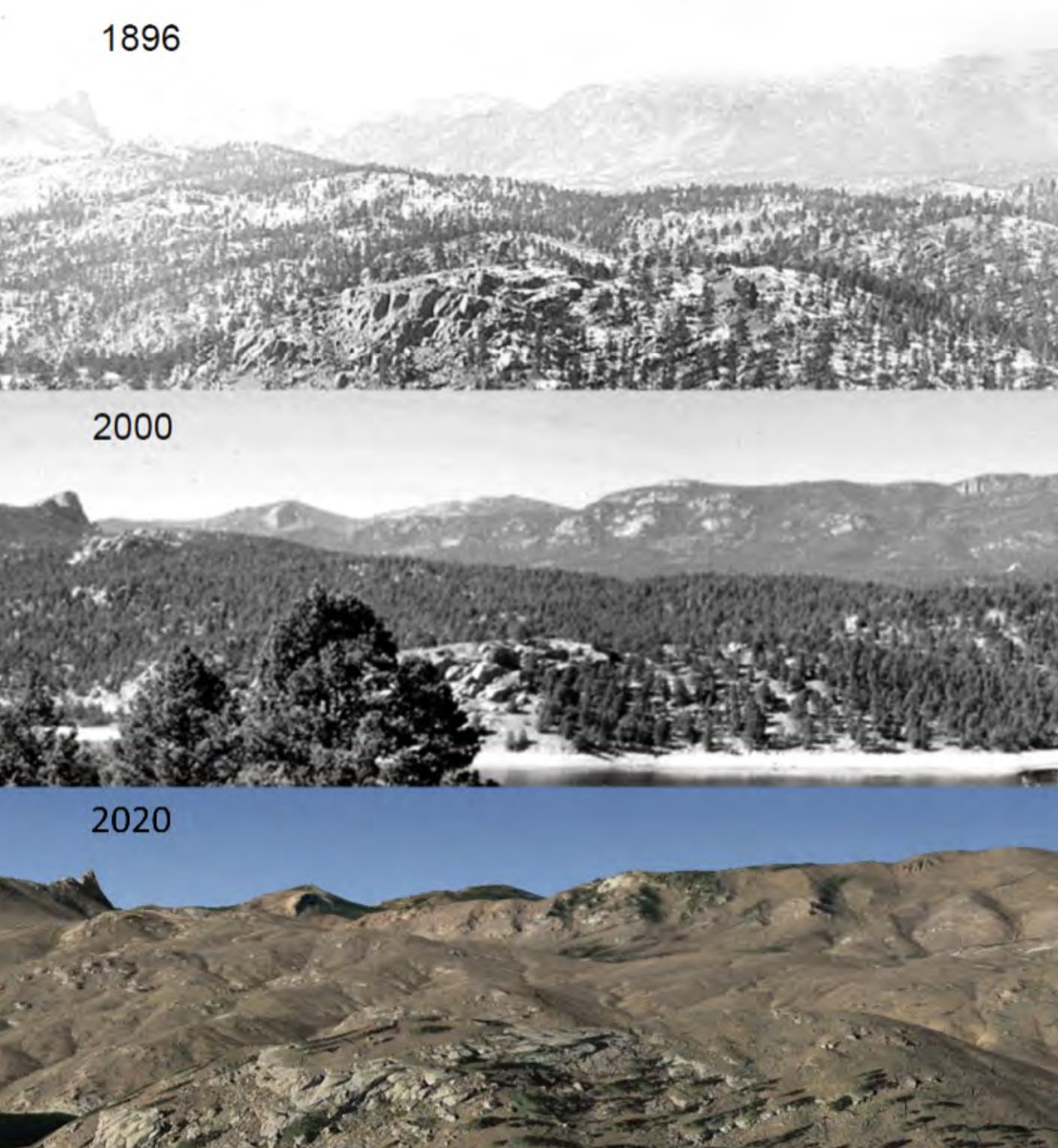 The effect of poor forest management, in pictures. 

"Frequent wildland fires historically sustained open ponderosa pine forests, but a century of fire exclusion produced dense forests. Devastated by the enormous Hayman Fire in 2002, the forests never recovered. By 2020, the