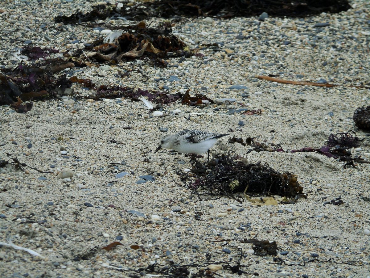 Nice afternoon at Marazion Marsh with <a href="/_alexpschapman_/">Alex Chapman</a> 
Woodchat Shrike and Hoopoe still present with 2 Whinchat and few other odds and ends 
eBird list: ebird.org/view/checklist…