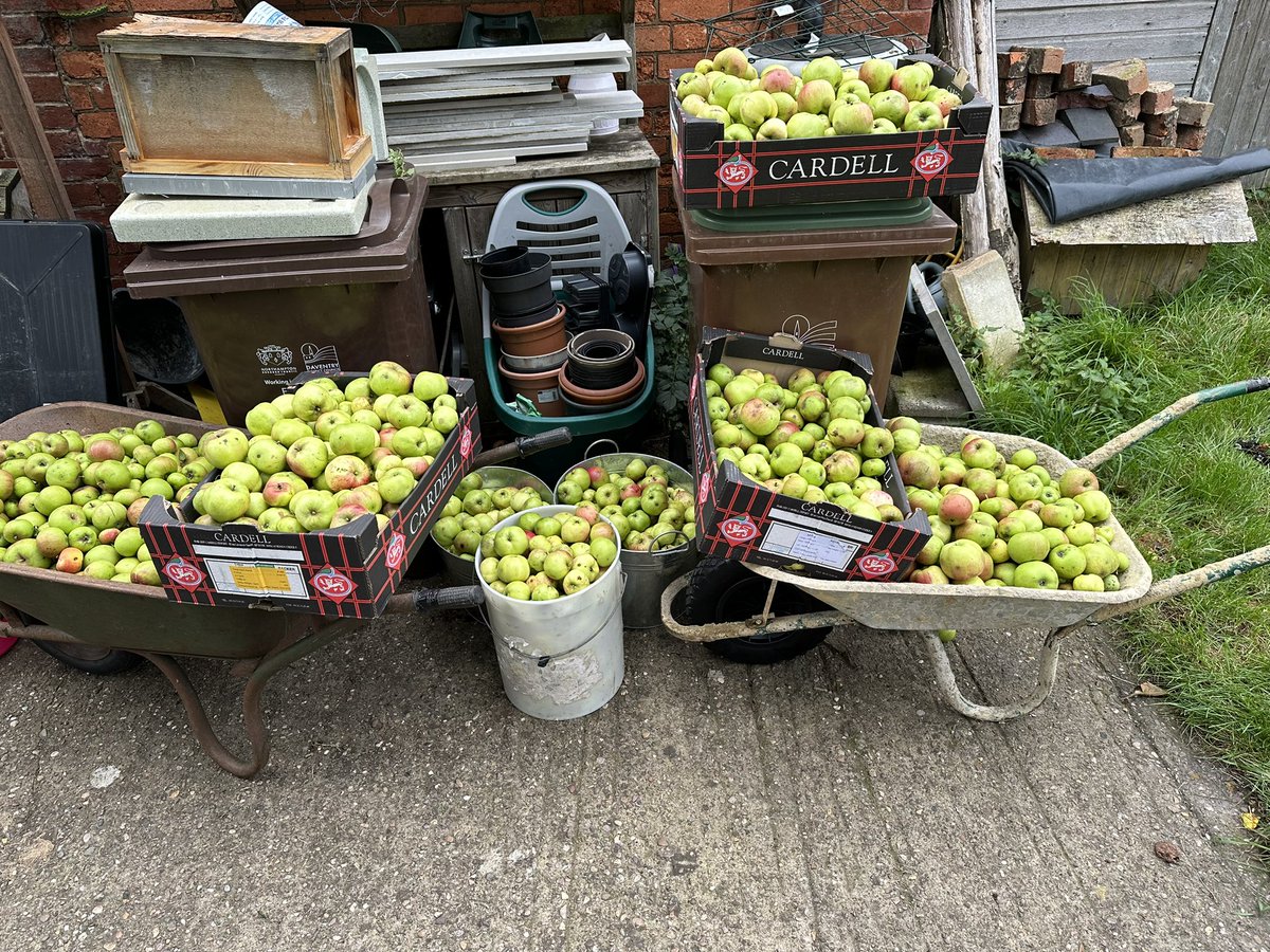 Apples a plenty - will press tomorrow - scrumpy ready for Xmas