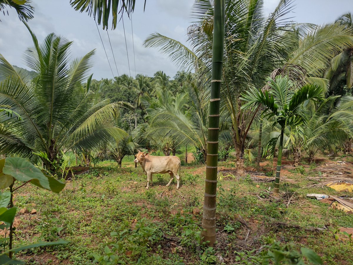 Goumatha's tweet photo. #SaveDesiCows #BosIndicus #KasaragodDwarf #DwarfCow #Desicow #Goumatha #Goumata https://t.co/dyKVg2Ddra