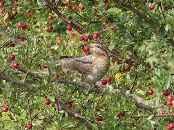 Belated shot of the Wryneck at Pegston (Beds) a couple of weeks ago. Not been reported since. A lifer for me ✅
