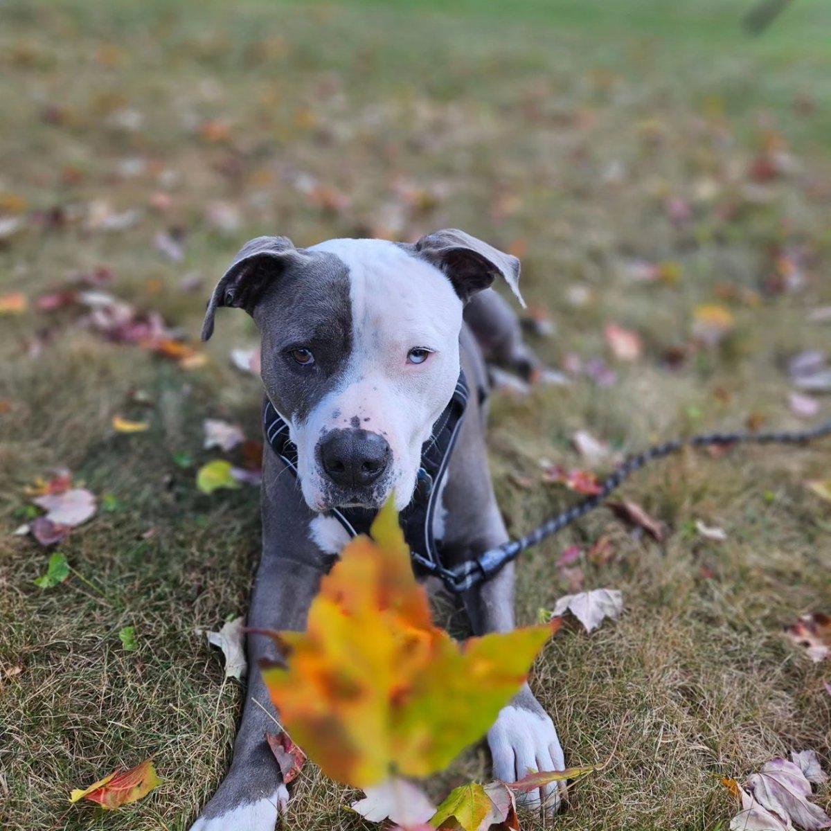 Thor the All American Bully tweet media