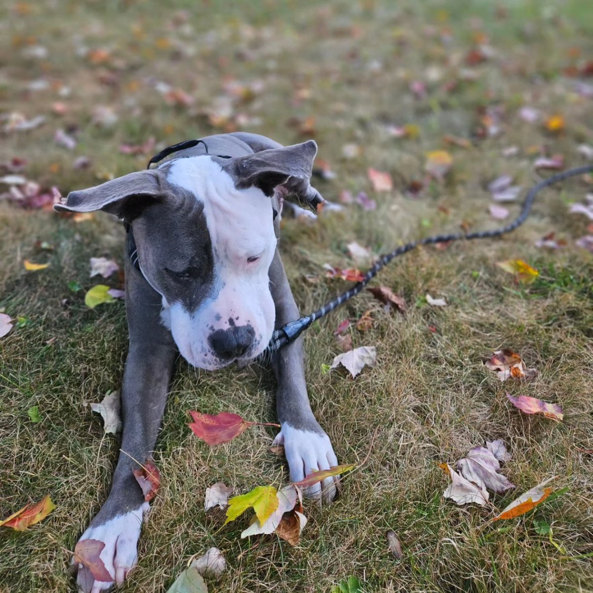 Thor the All American Bully tweet media