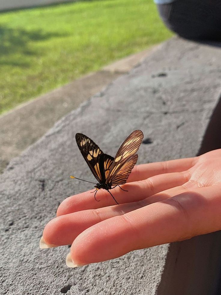 monissimatly's tweet photo. Muy buenos días amigos.
Feliz Sábado 🥰✨🫶

Un hoy bien vívido 
Hace que  cada ayer sea un recuerdo feliz .
Y cada mañana..Una nueva esperanza.
🌿🦋🌿🦋🌿🦋🌿🦋🌿🦋🌿🦋🌿🦋 https://t.co/hhmRXWpKzO