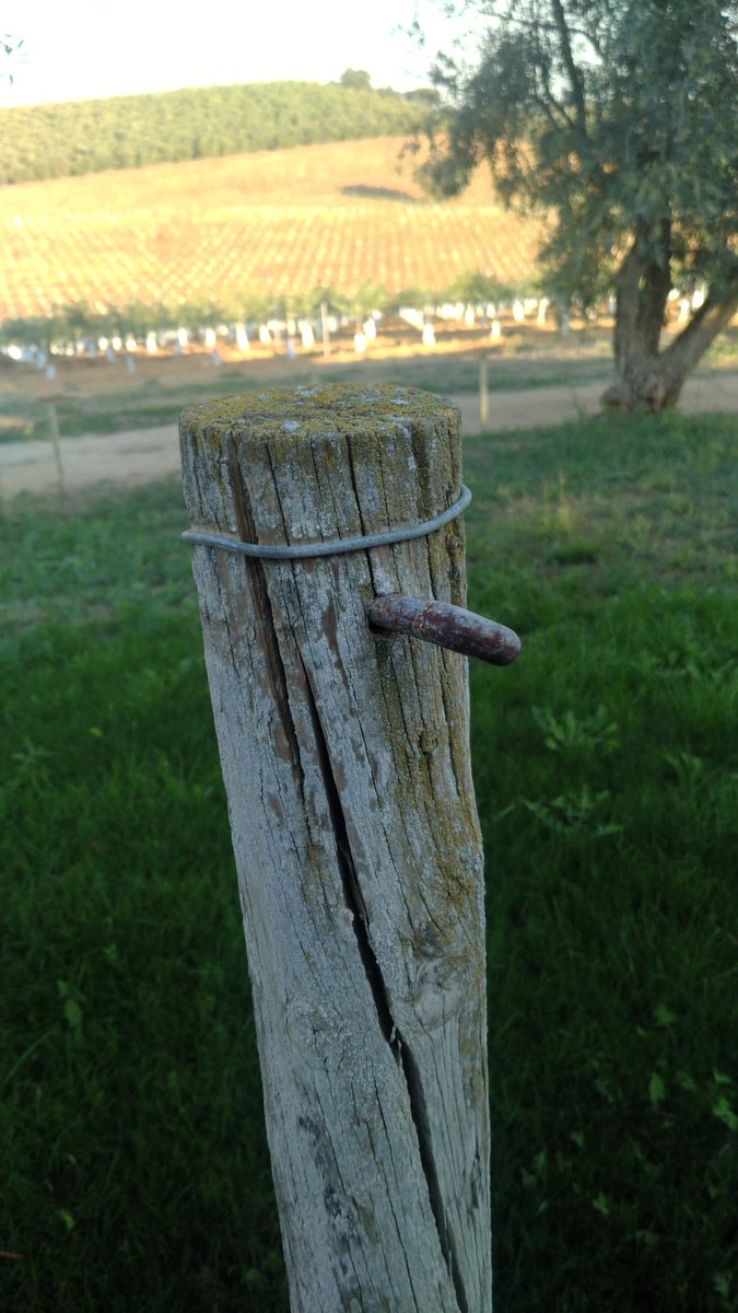 DaniElefantman's tweet image. Curiosidades . Por ahi estaba en medio del  campo. Ni idea para qué sirve. #poste #gancho #estaca #campo  #tranca