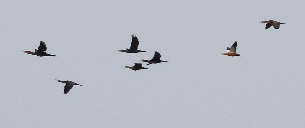 Wintersett vis mig @Wintersett1 30-09-2023 highlights: another 4K mips south, a bizarre record of a Ruddy Shelduck going west with 6 cormorants, good numbers of Swallows, Skylarks & finches etc... @Barnsleybsg @WakeyBirders @BirdGuides