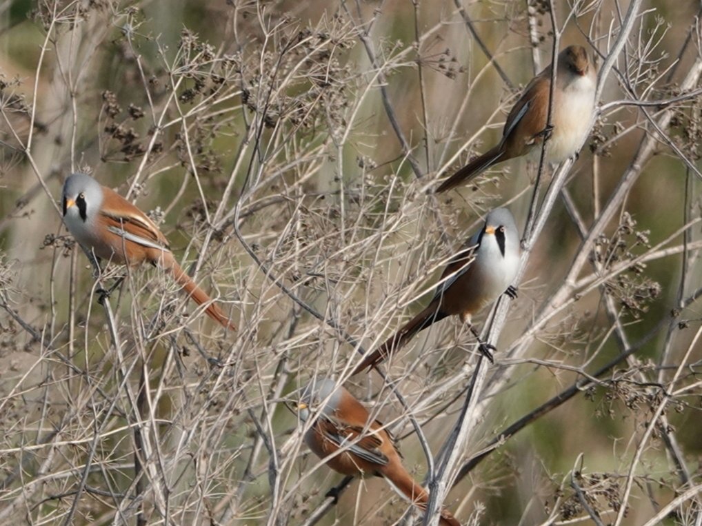 At Hen Reedbed near Southwold this morning &amp; got the BEST views ever of Bearded Tits. Possibly 200+ showing at times. Very close views also 👍