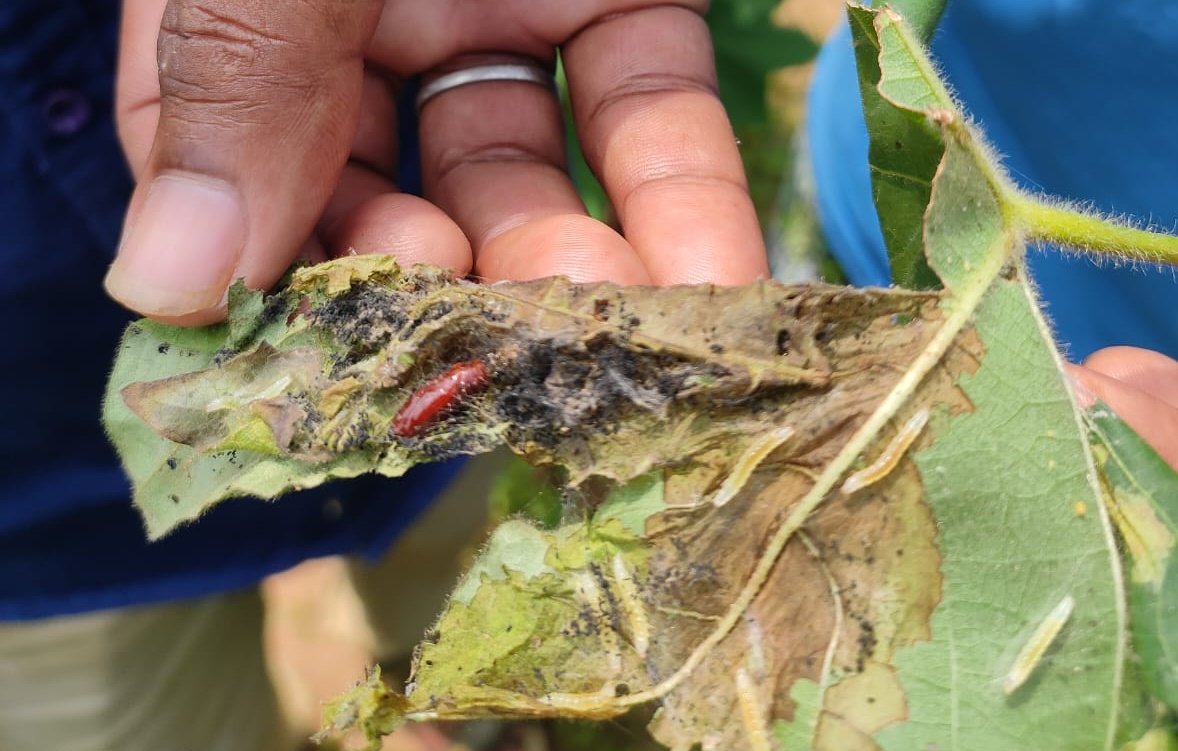 Sudhans10401496's tweet photo. Both larvae and pupa of cotton leaf roller Sylepta derogata in a infested cotton leaf.Its a foliage feeder of cotton plant .very few plant affected in non bt cotton .No need of spraying.remobe the infected leaf.
#cottonpest
@AmericotMan @ganeshnanote https://t.co/kBvxEuf5Zm